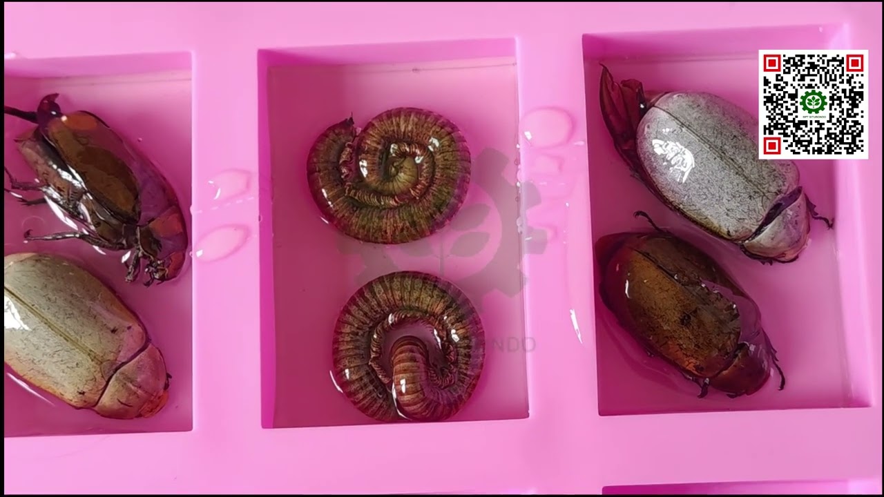 How to Preserve Insect in Resin (Cheapest Way)