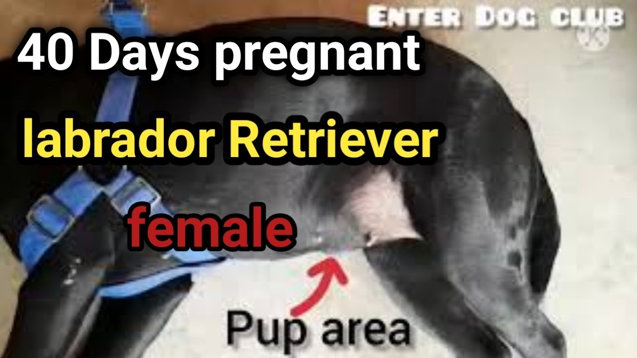 40 days pregnant labrador #scoober #thepetvision #dog @KartikMahotra101 @DrSardanaPetCareTips
