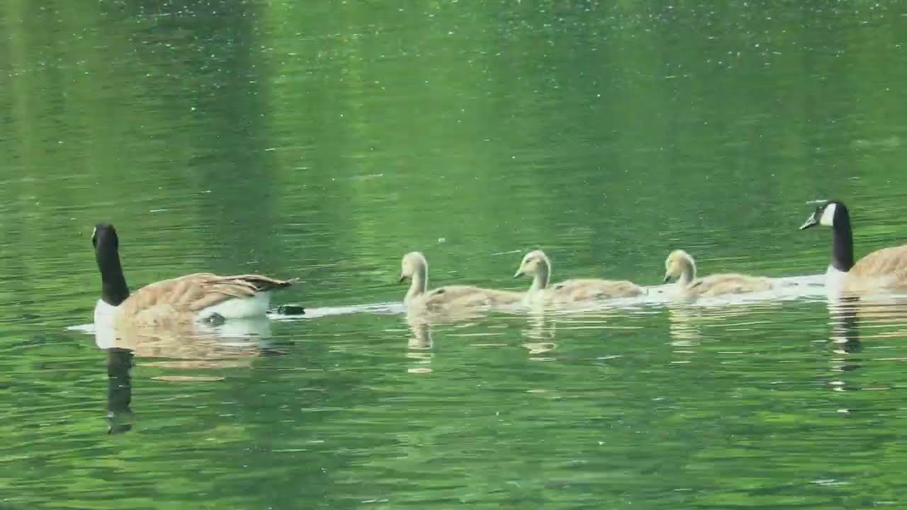 Goslings that survived the War