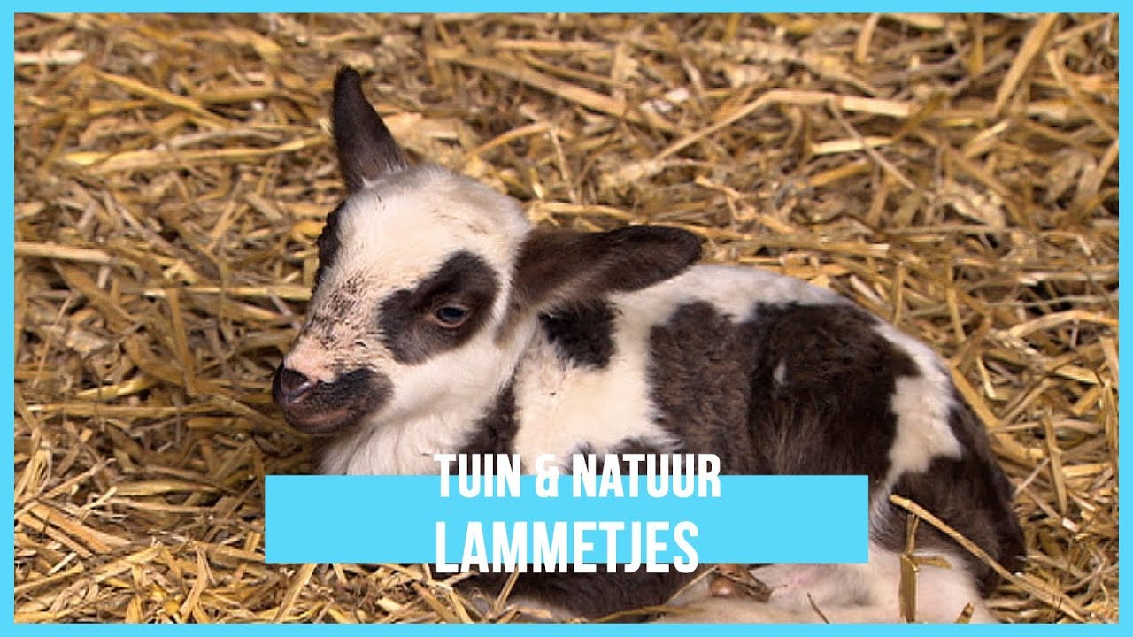 Lammetjes | BinnensteBuiten