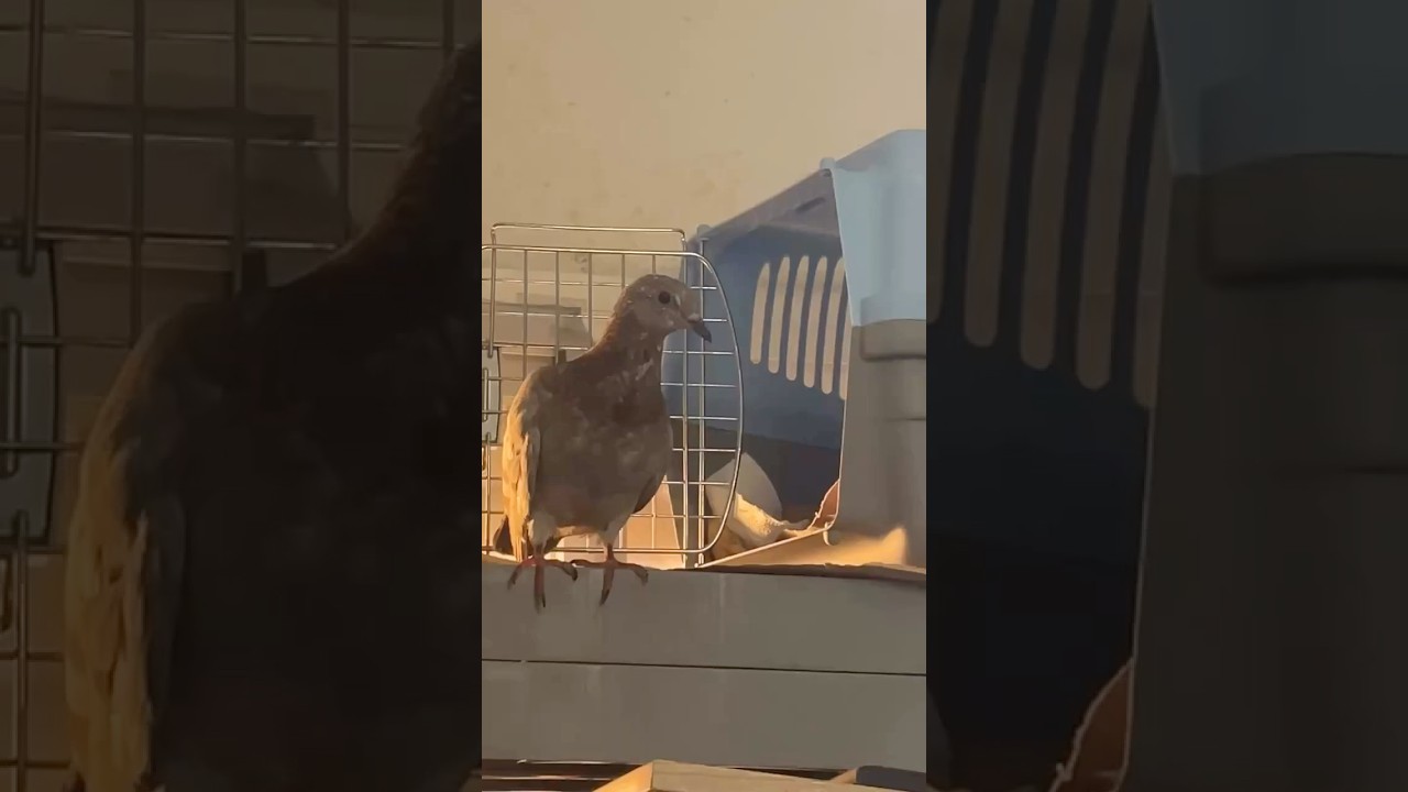 Cri&eacute; a un pich&oacute;n y ahora tengo una paloma en casa