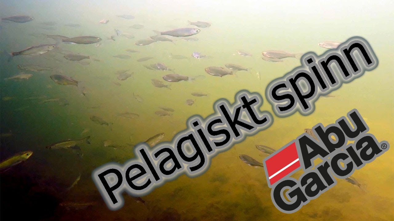 Vinterg&auml;dda p&aring; pelagiskt spinn