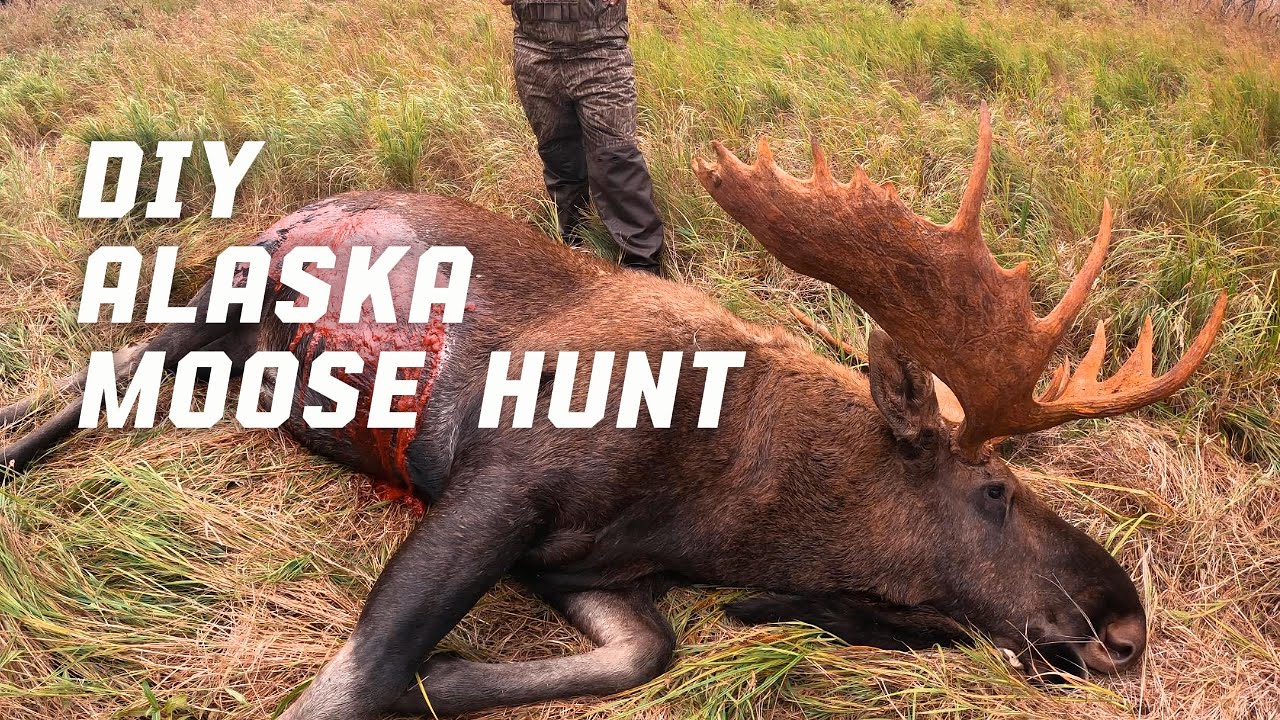 DIY Yukon Alaska Moose Hunt (2 moose 4 days)