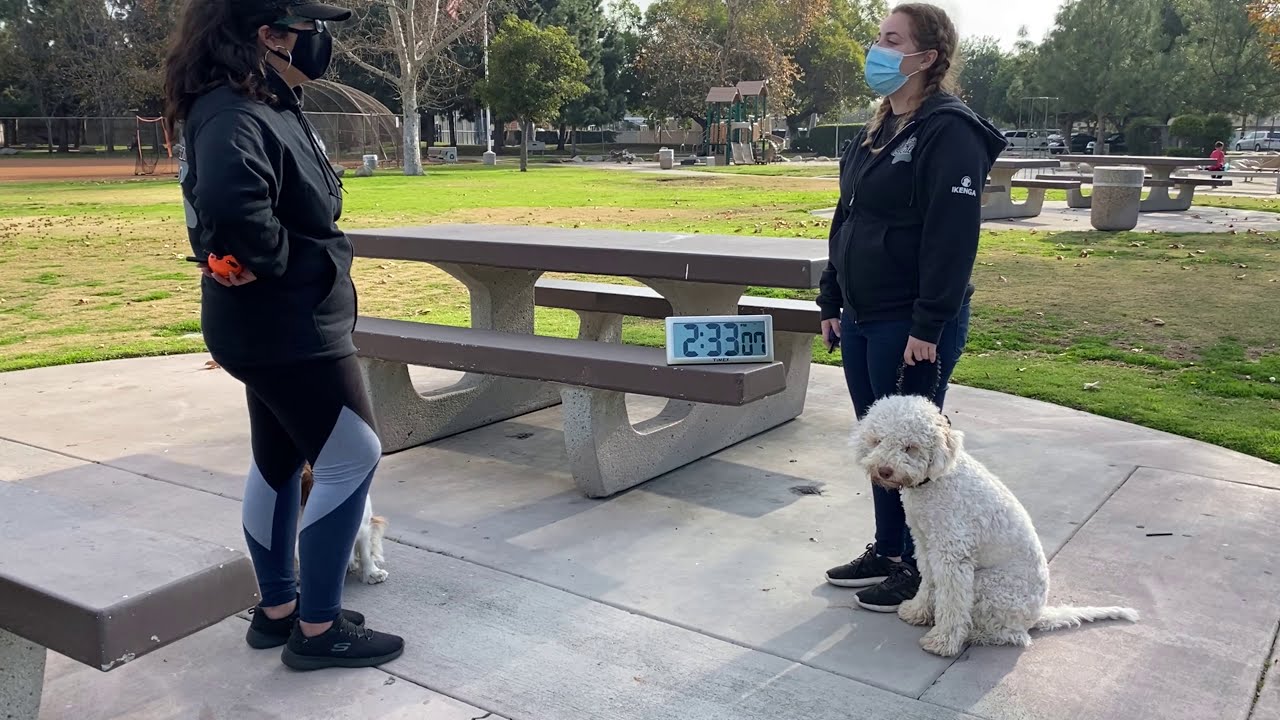 Lagotto Romagnolo Training | Gio | Los Angeles, CA