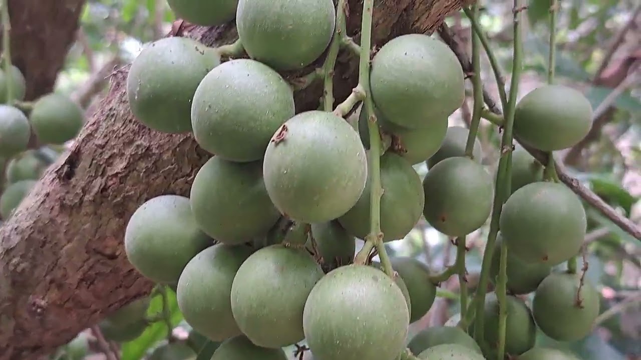 Cây dâu xanh siêu trái