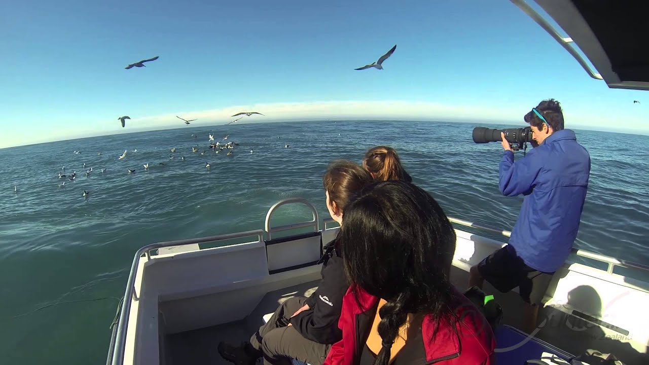 Albatross Encounter, Kaikoura, New Zealand