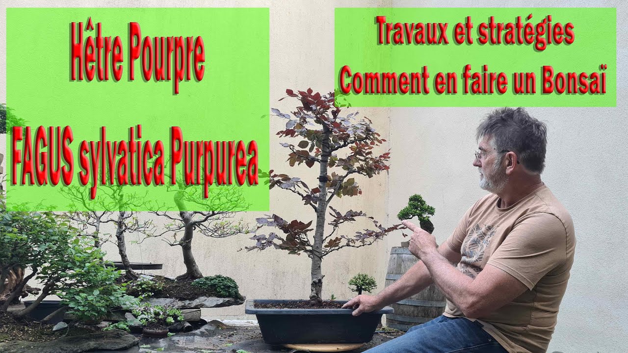 Hêtre Pourpre, Suite au rempotage, travaux et stratégies #bonsaï  #Fagus