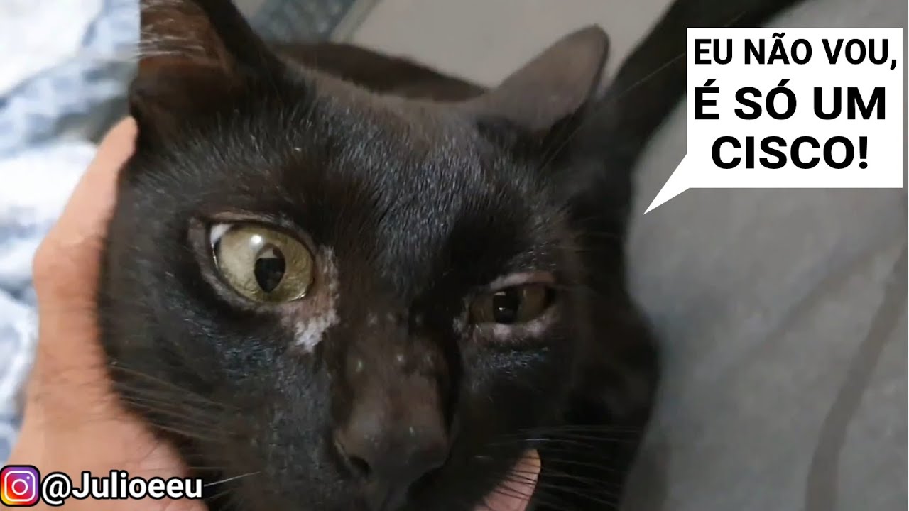 Levei o Júlio no veterinário e o problema no olho dele era a personalidade 🤦🏻‍♂️😂 | Júlio e Eu 😾🧔🏻