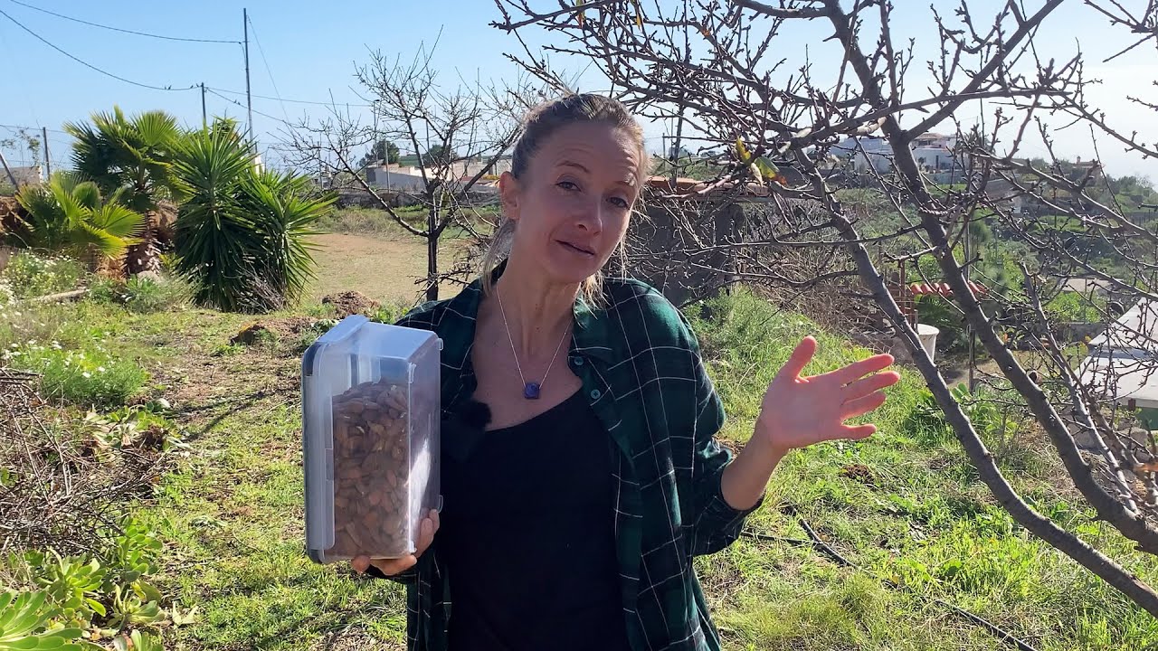 La cosecha fue poca. Este año le damos de comer a los almendros