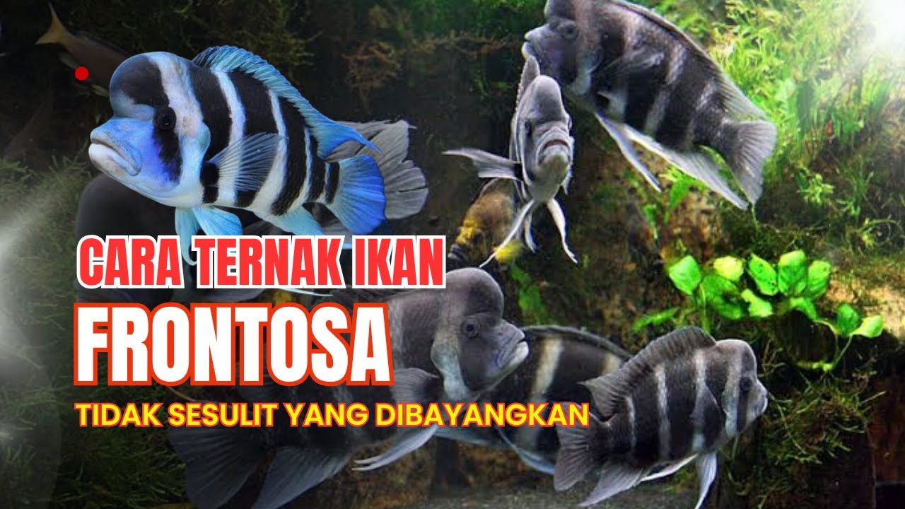 Mengenal dan Menernakan Ikan Frontosa