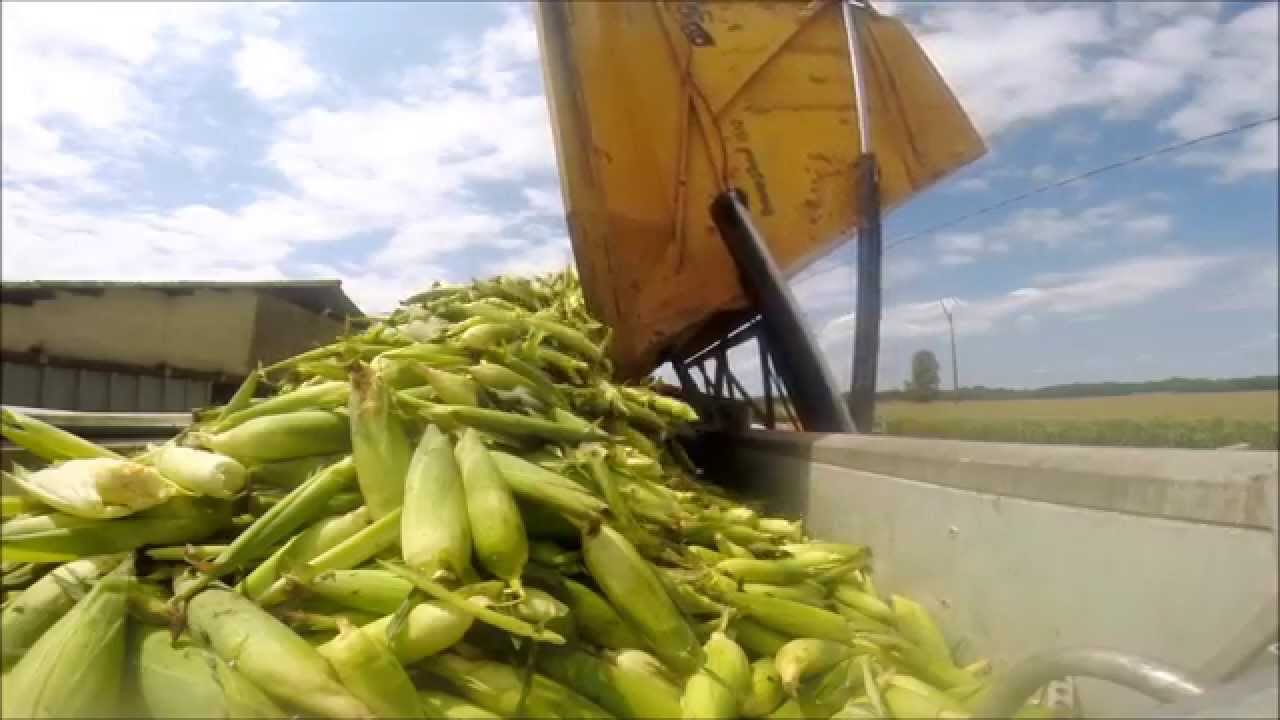 Récolte mais doux 2014 Cuma Atoca  GOPRO