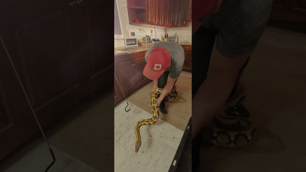 Welcoming a Reticulated Python