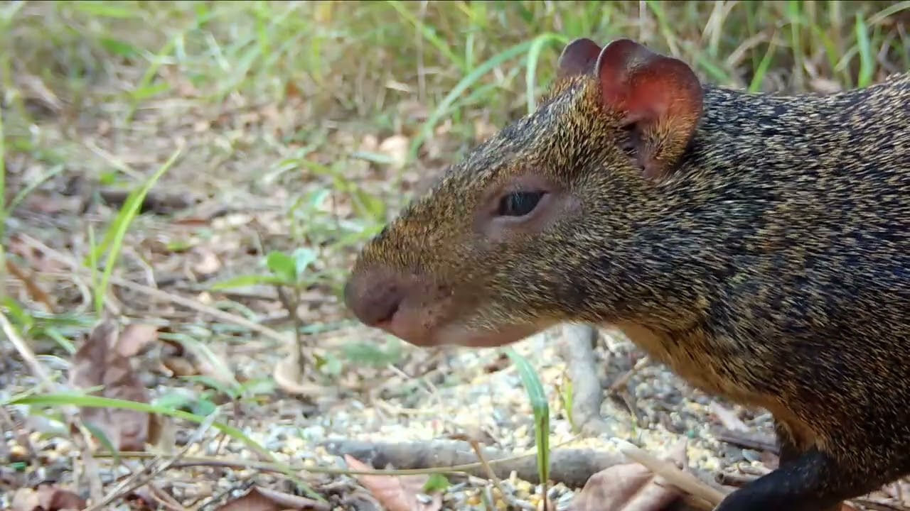 Agouti Close-Up Wildlife Footage with Browning Trail Camera