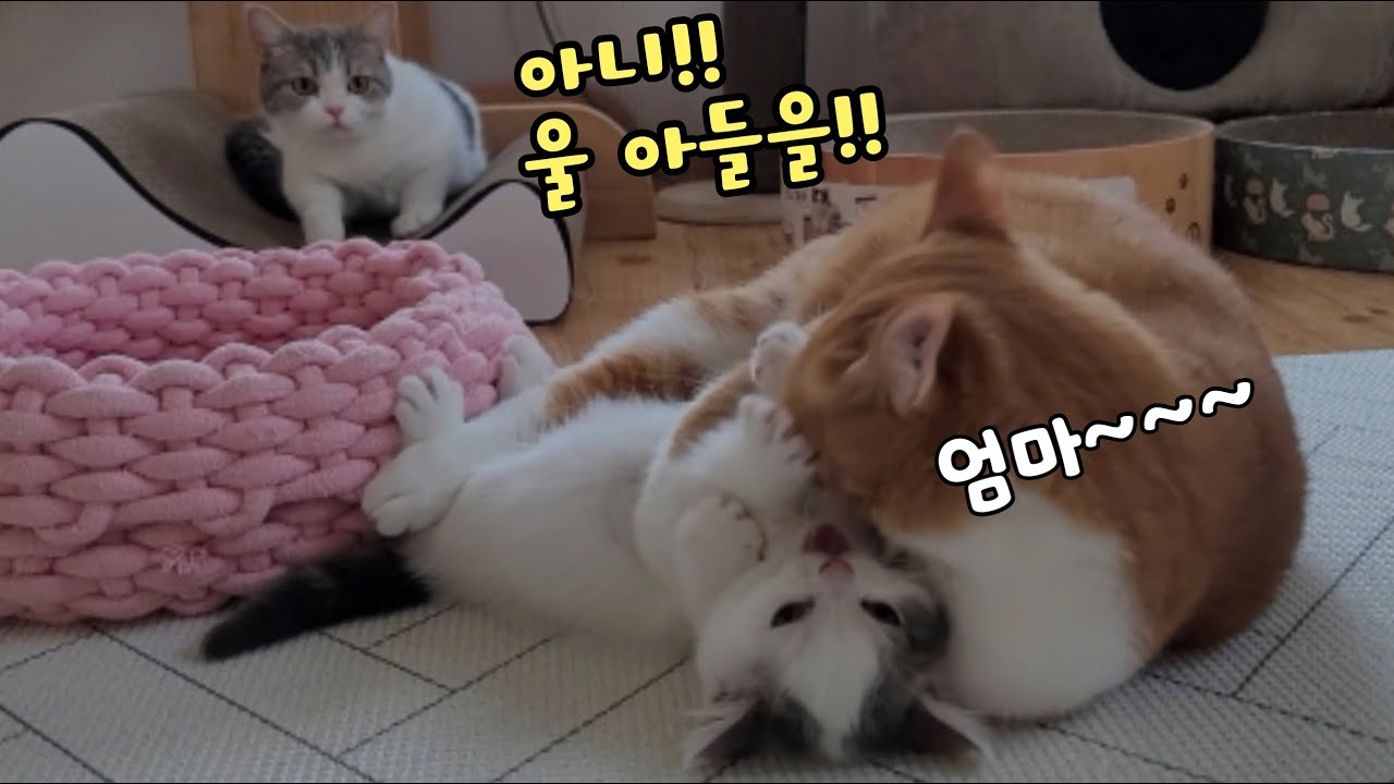 새끼고양이가 살려 달라 비명 지르자 어미고양이의 반응!!