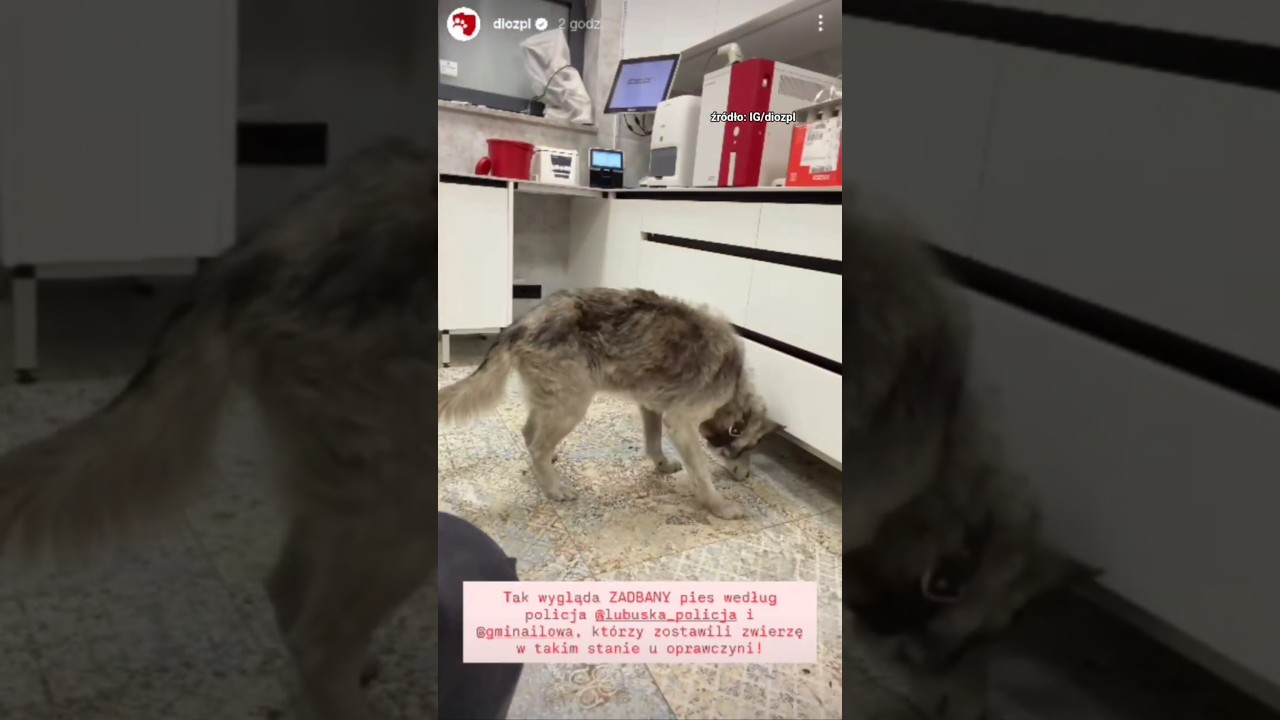 Instytucje państwowe w sprawie zwierząt nie działają! 🤬🐶 #dioz #dog #shorts