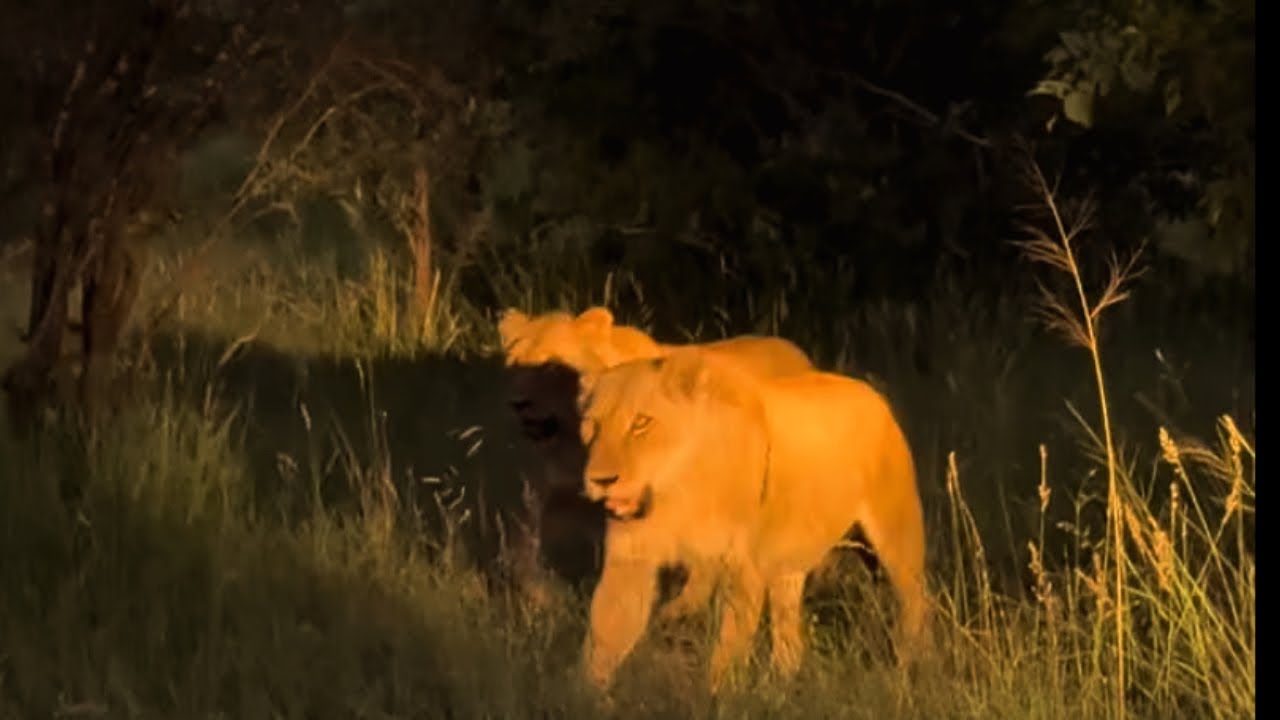Nkuhuma Lion Pride on move | Sabi Sands | 3 January 2026