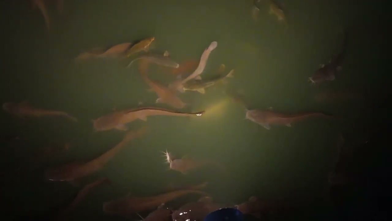 fish