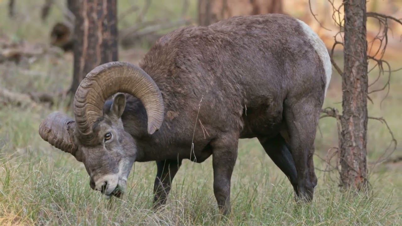 White Mountain Wildlife 2025