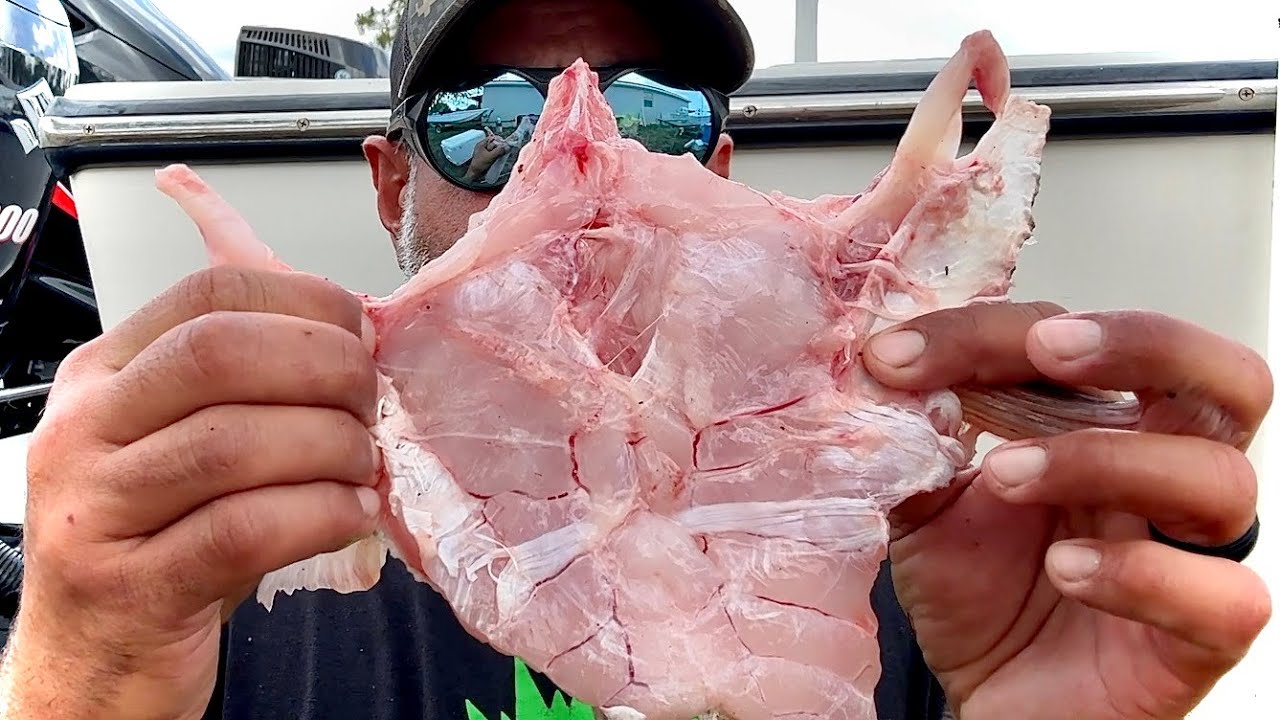 How to prepare Grouper Throats PART 1 |
