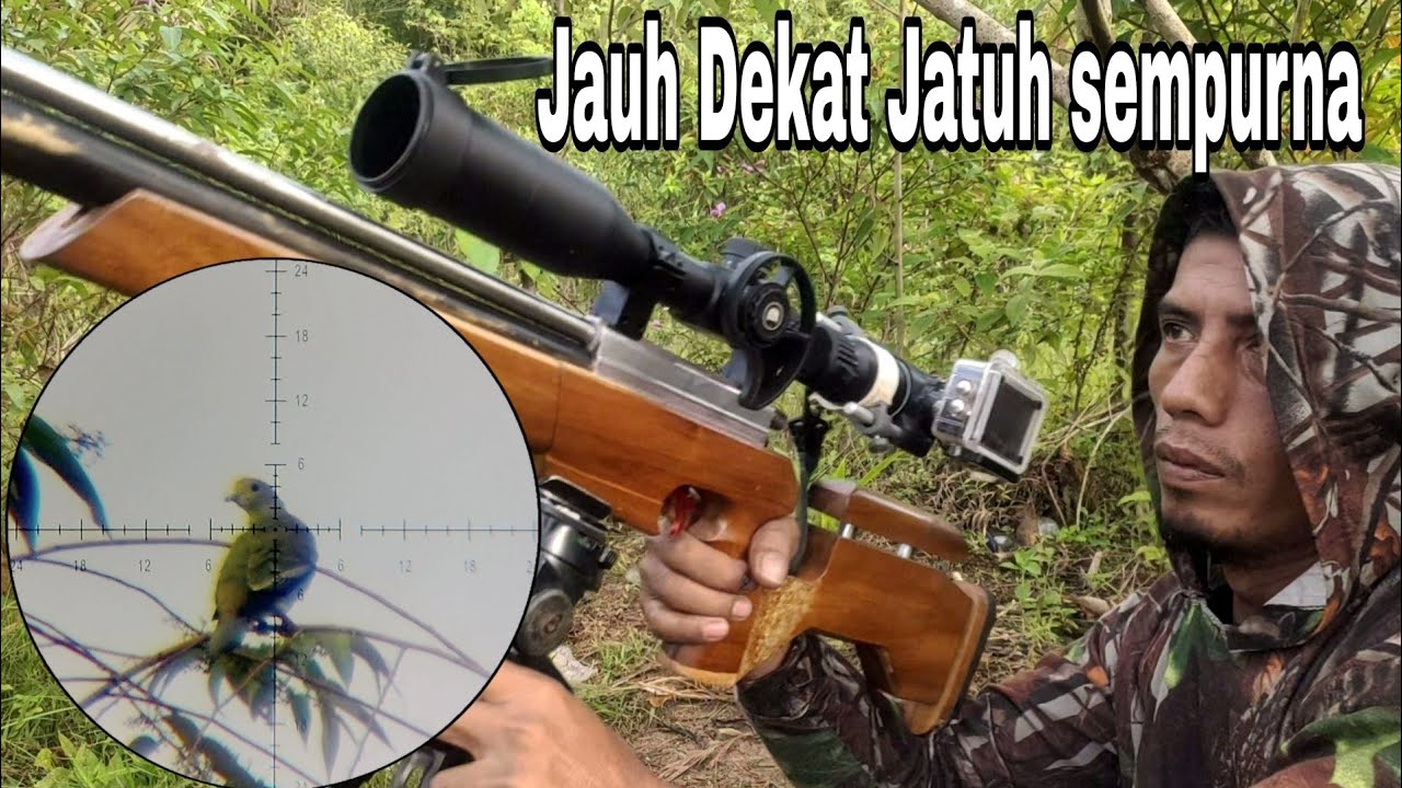 Berburu Burung punai‼️Populasi masih melimpah