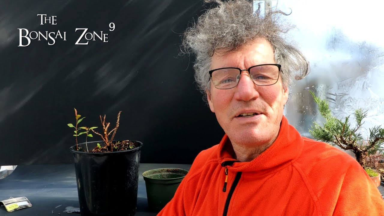 My Purple Smoke Tree, The Bonsai Zone, March 2022