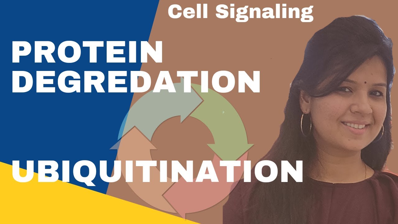 Ubiquitination Proteasome Pathway ll Protein Degradation #csirnet #gatelifesciences