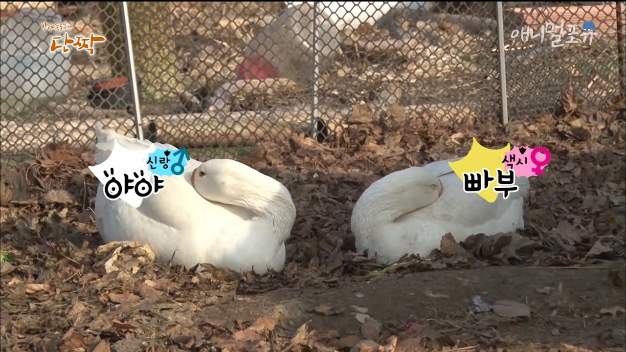 [동물다큐] 빠부와 야야의 황금알 낳기 대.작.전│꼬부랑 할머니와 황금거위 (4/4)