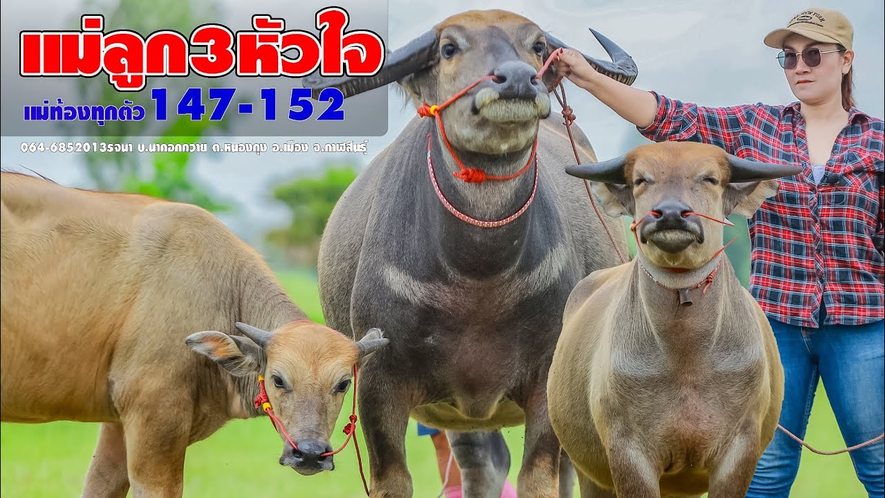 ควายแม่ลูก2ได้3ท้องทุกตัวตัวสูง(147-152)064-6852013รจนา บ.นาคอกควาย ต.หนองกุง อ.เมือง จ.กาฬสินธุ์