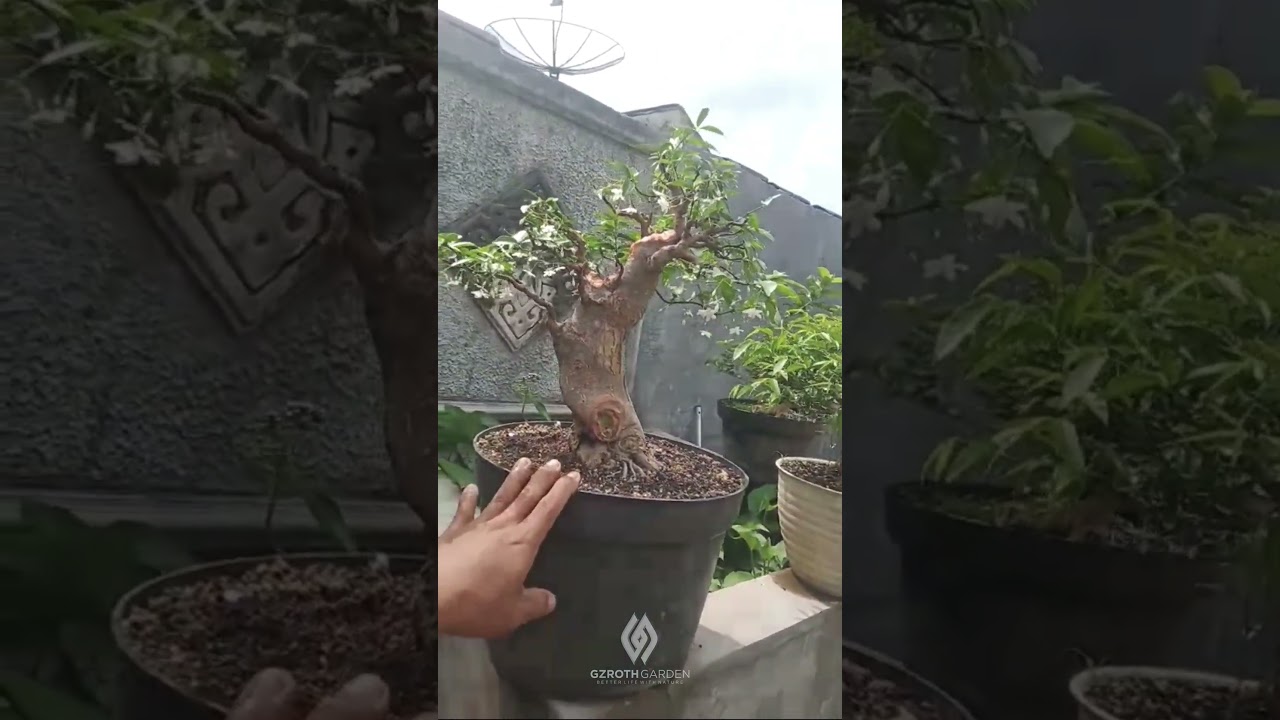 Wrightia Religiosa Bonsai Materials