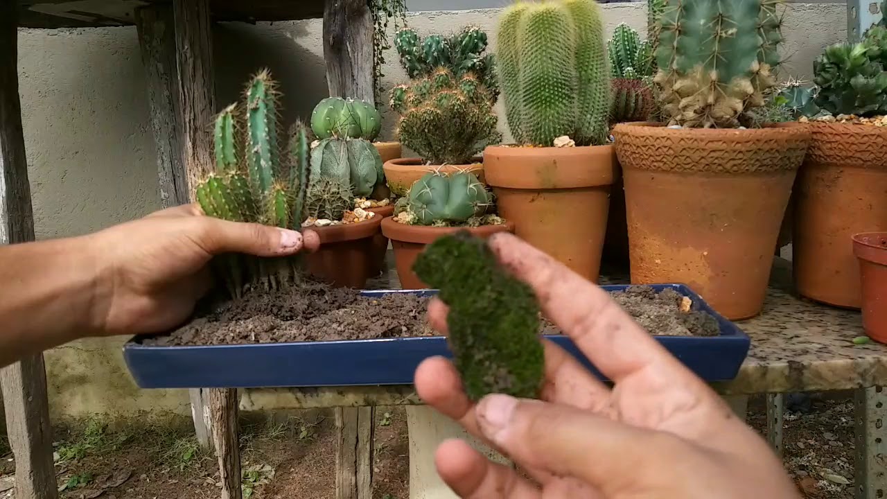 Como Plantar Cactos Em vaso Baixo ou pedras