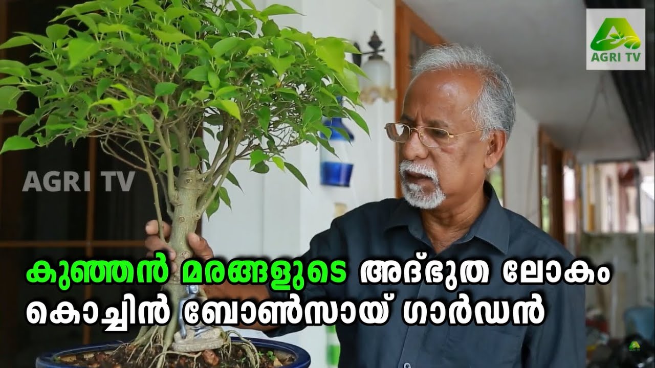 കുഞ്ഞൻ മരങ്ങളുടെ അദ്‌ഭുത ലോകം !! കൊച്ചിൻ ബോൺസായ് ഗാർഡൻ  Cochin Bonsai Garden