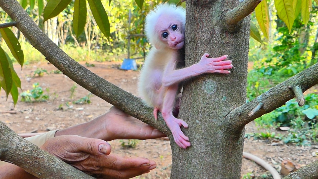 The mother put the baby monkey on the back of the tree and was very scared.