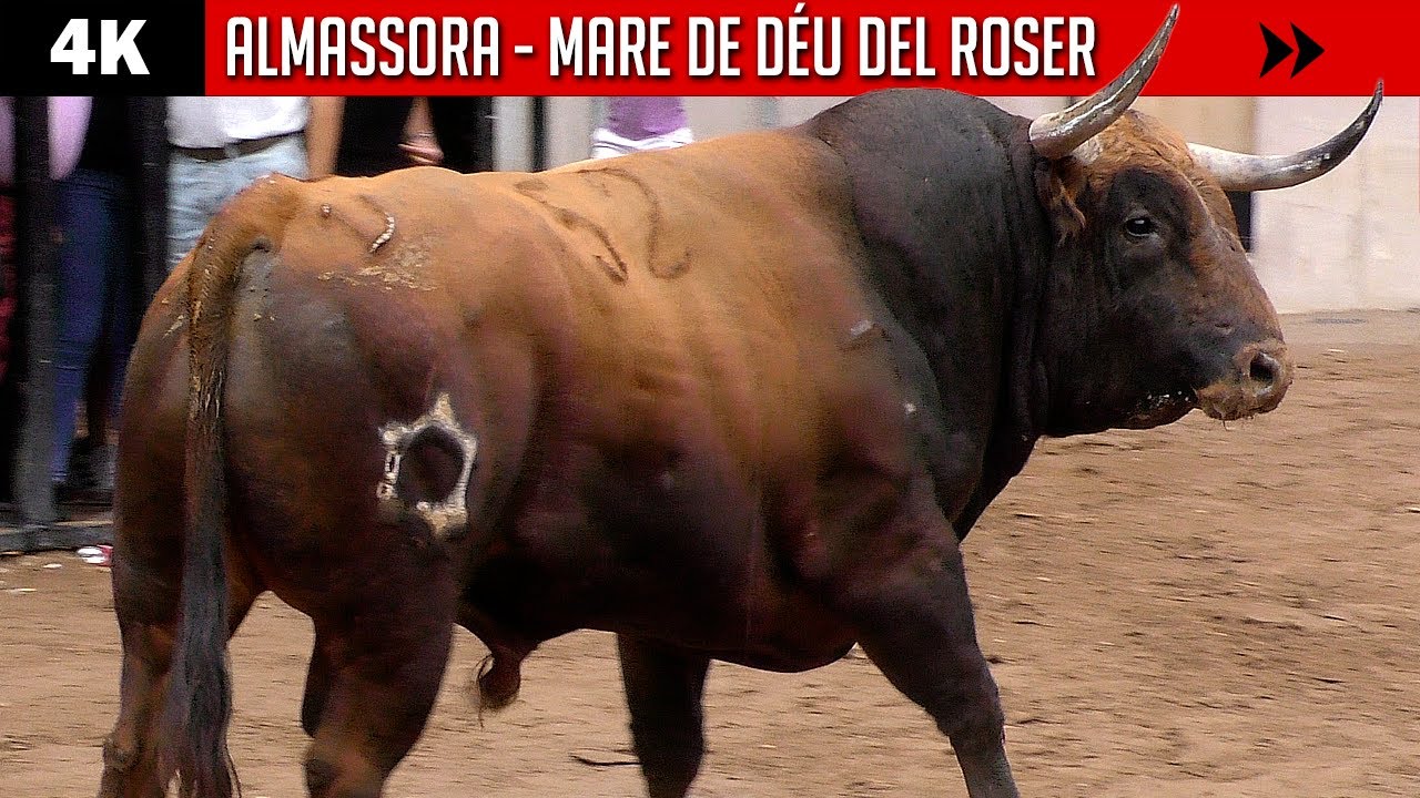 Toros ESPECTACULARES en 4K ▪ ALMASSORA ▪ MARE DE DÉU DEL ROSER 2022 ▶ Distintas ganaderías