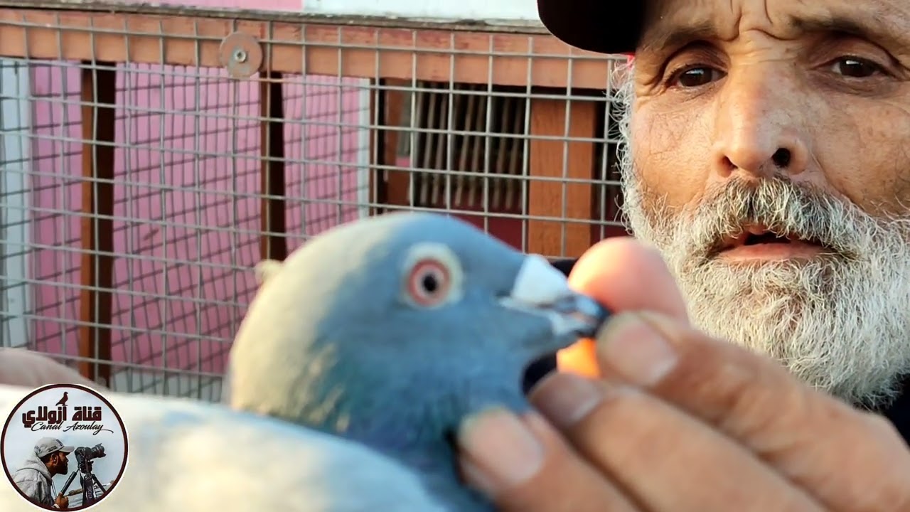 قناة ازولاي المتنقلة الجديد مع البطل الكبير بلعيد منتاكي