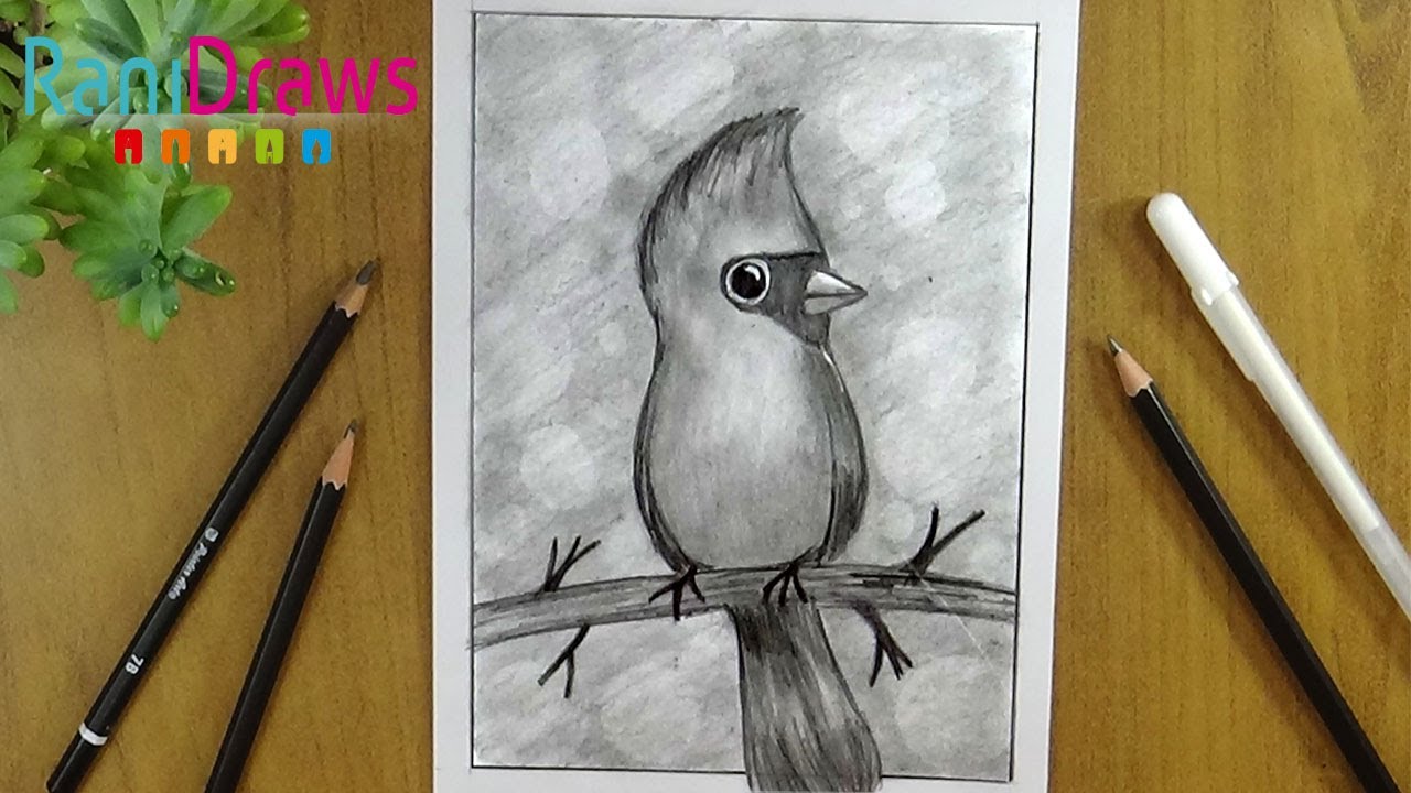 Cómo dibujar un CARDENAL ROJO con LÁPIZ  - Paso a paso