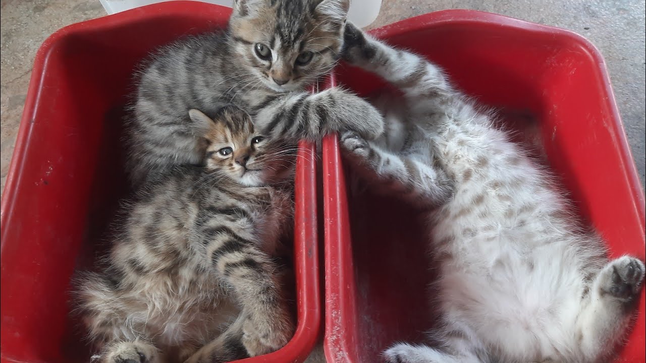 Keseriusan anak kucing untuk bermain hingga mencakar cakar saudaranya
