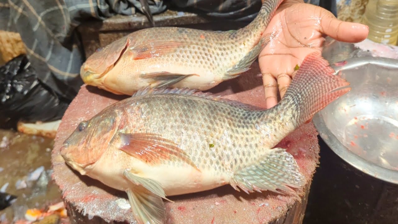 Amazing Tilapia Fish Cutting Skills In Bangladesh Fish Market  | Fish Cutting Skills 