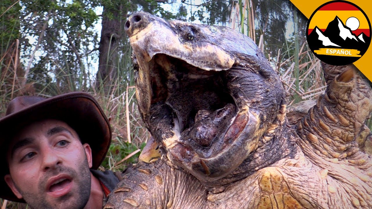 CONOCIENDO A LA TORTUGA MÁS GRANDE DEL MUNDO - La tortuga caimán | Brave Wilderness Español