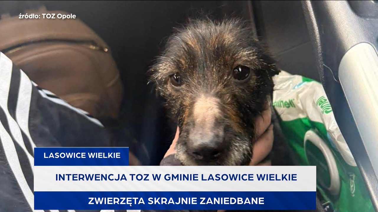 Interwencja TOZ w gminie Lasowice Wielkie. Zwierzęta skrajnie zaniedbane