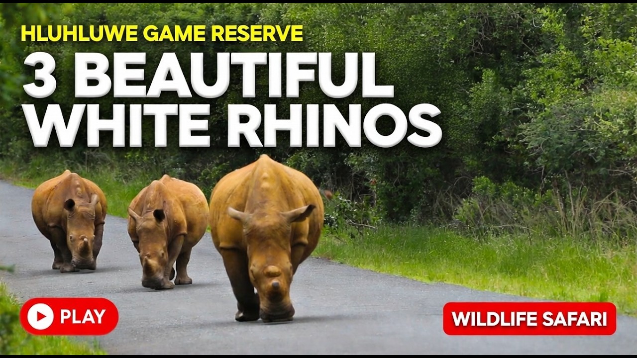Peaceful White Rhino Encounter in Hluhluwe Game Reserve