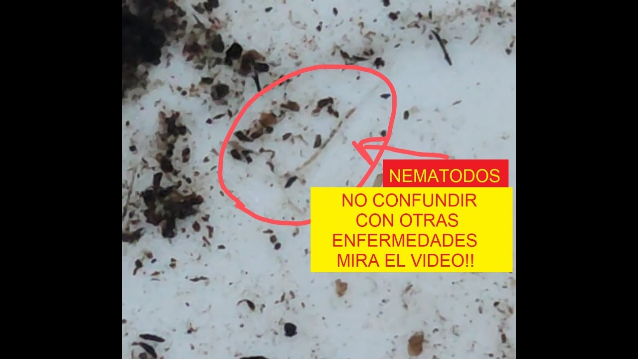 COMO SABER SI TENES NEMATODOS EN LA HUERTA