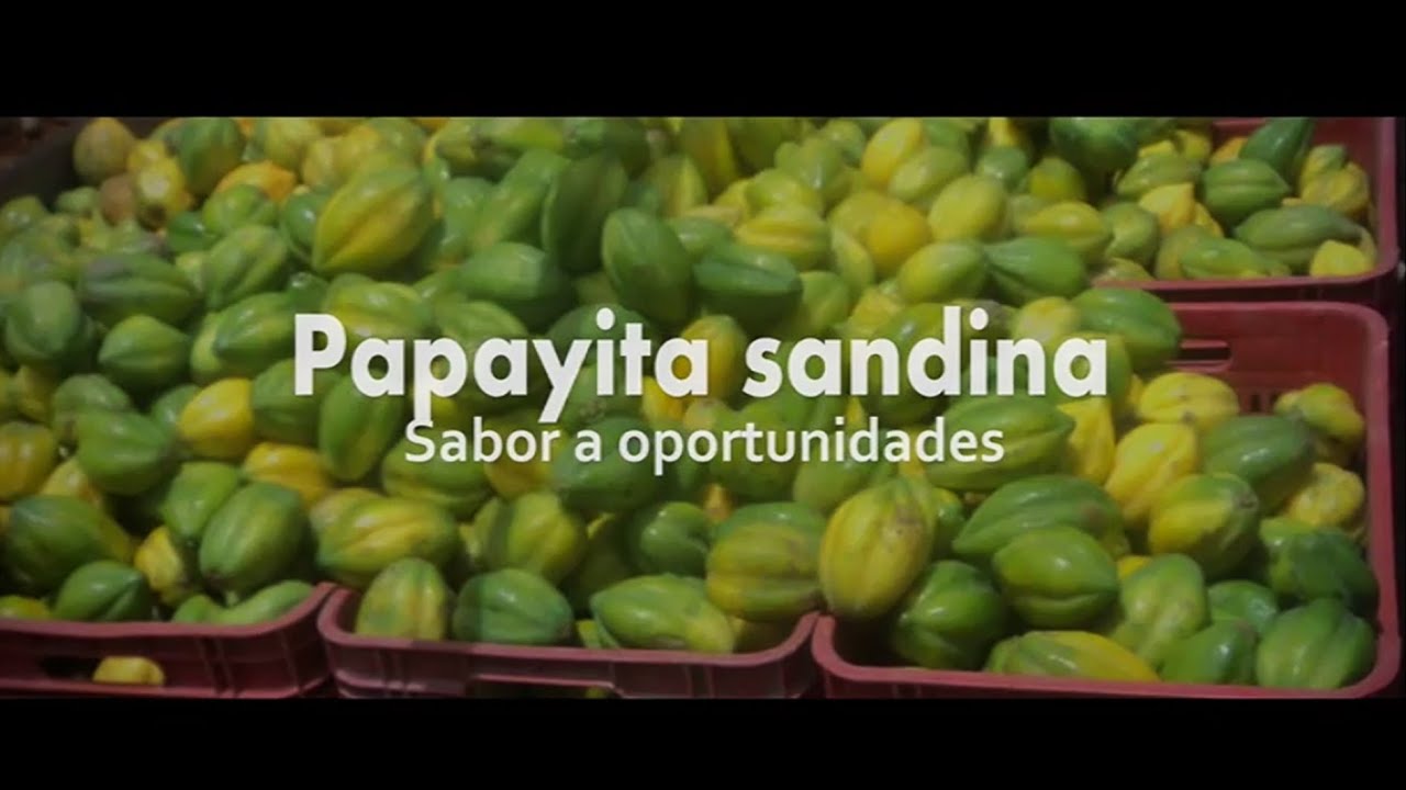 2015 08 15 - Unidad Territorial Foncodes Puno - Papayita sandina, sabor a oportunidades (SD)