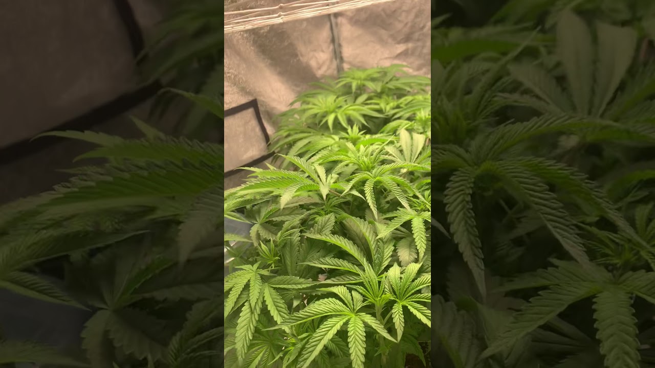 Bubble bath- lit farms x grandiflora collab  indoor grow