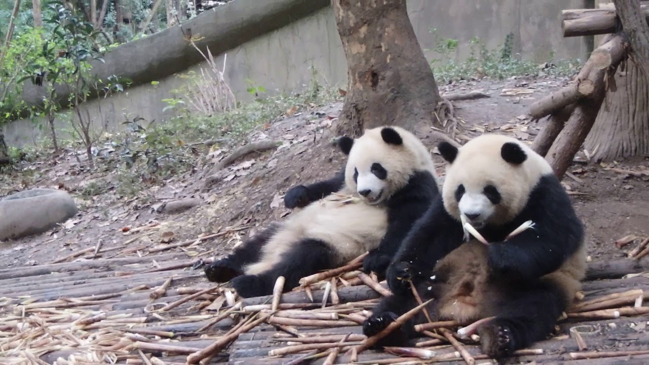 Mei Lan, Qi Yi & Xing Hui @Chengdu Panda Base Oct. 23. 2018 幼年2班のランチタイム