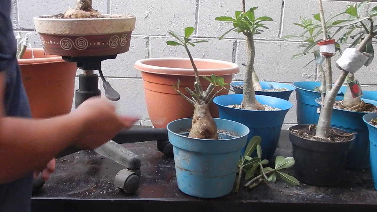 Adenium trabajo de poda para ramificar.