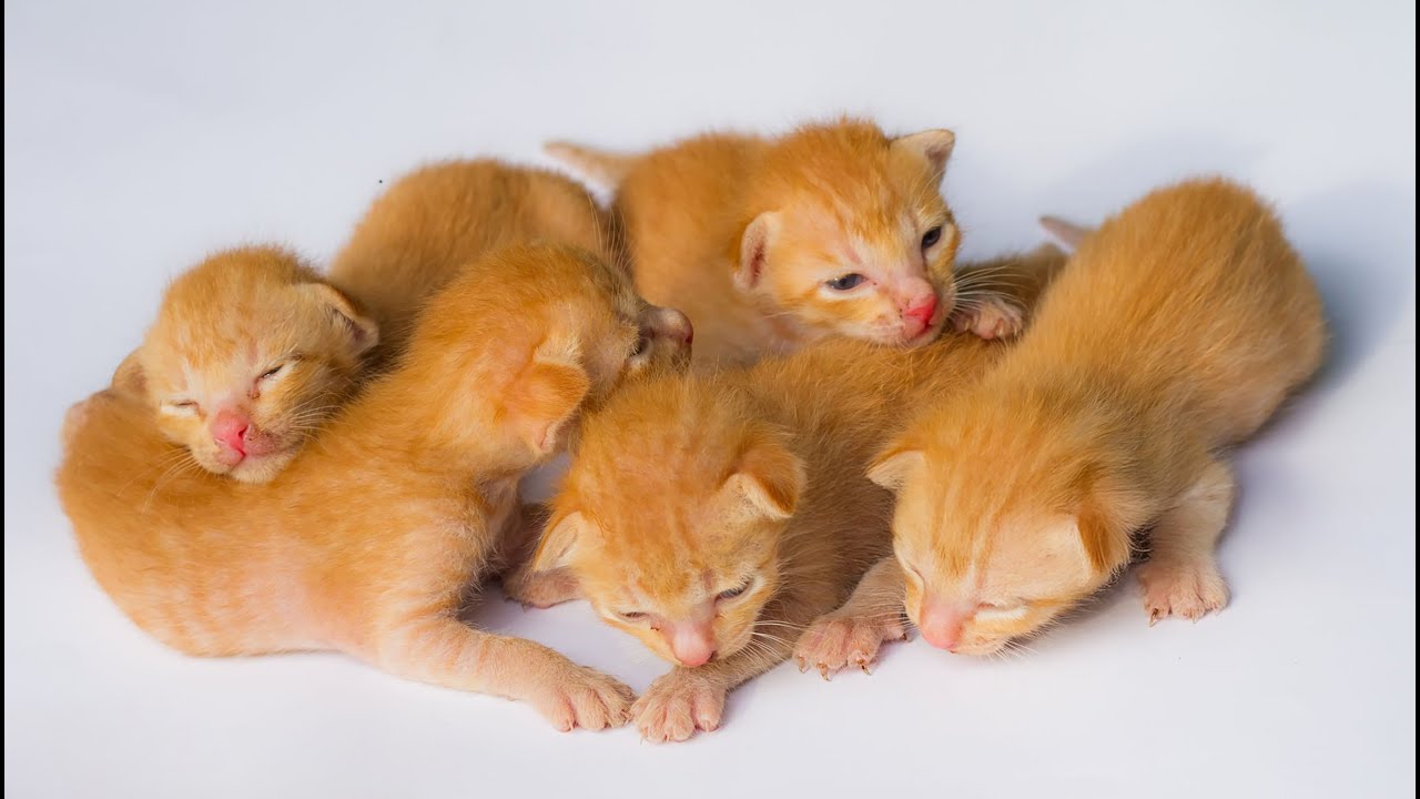 🐾 Kittens Meet New Friends! Playing with Dogs, Rabbits, Cows & Mice – Adorable Meows!