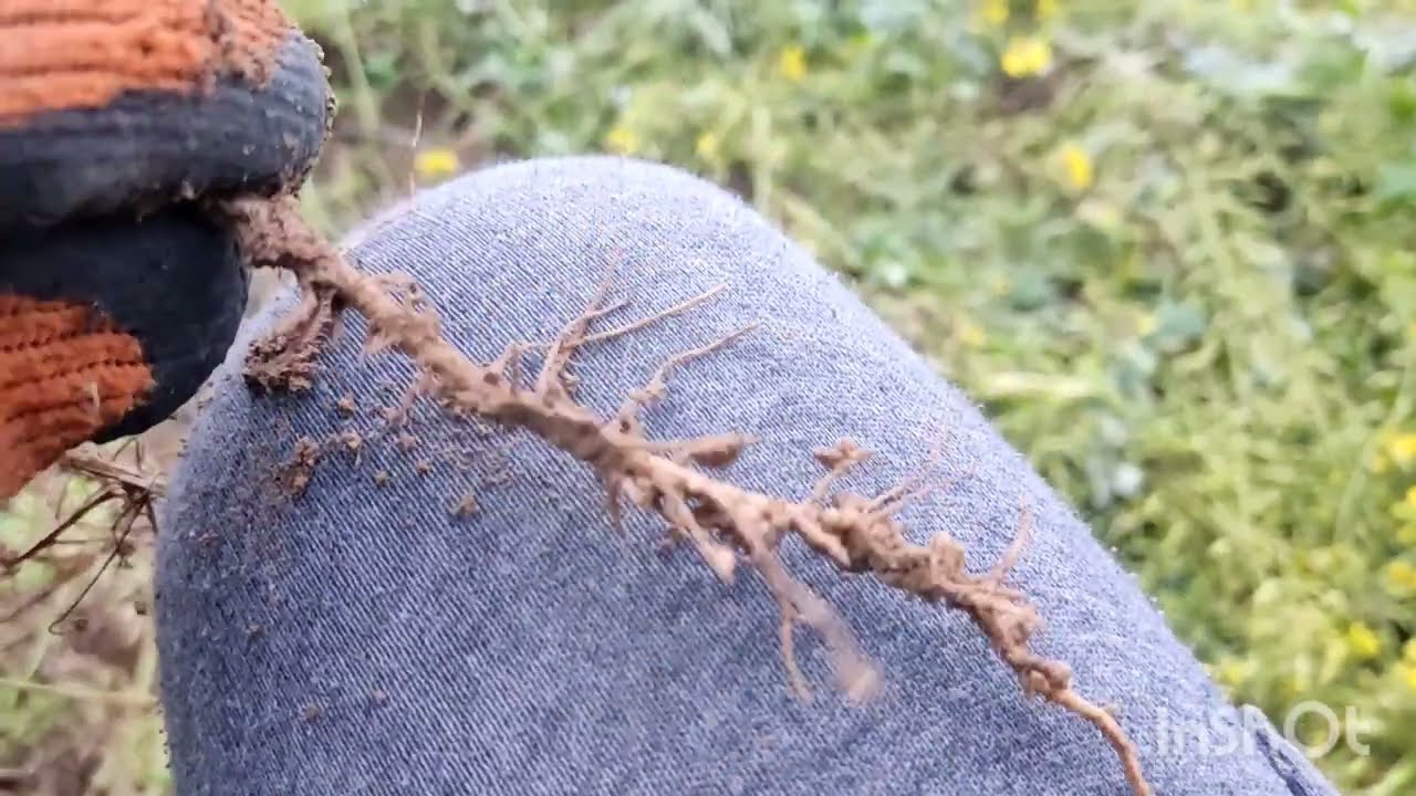 Ekologia 2025. Długi film o poplonach 