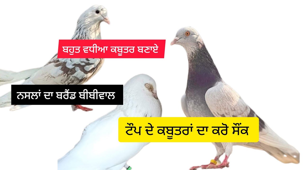 ਗੁਰਪ੍ਰੀਤ ਬੀਬੀਵਾਲ ਨਸਲਾਂ ਵਿੱਚ ਇੱਕ ਬਹੁਤ ਵਧੀਆ ਬਰੈਂਡ ਬਣਗਿਆ ਬਹੁਤ ਵਧੀਆ ਕਬੂਤਰ ਬਣਾਏ ਬਾਈ ਨੇ #gaggaraisar #1m 