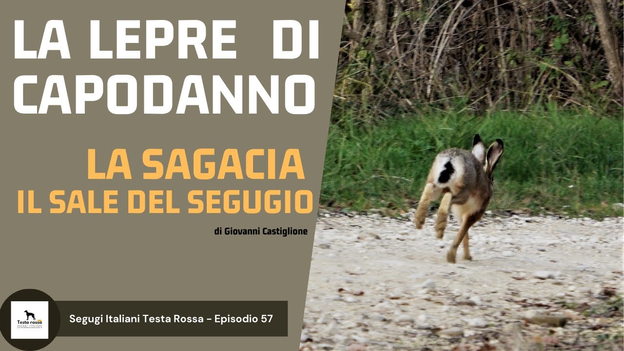 LA LEPRE DI CAPODANNO - La SAGACIA, il sale del segugio