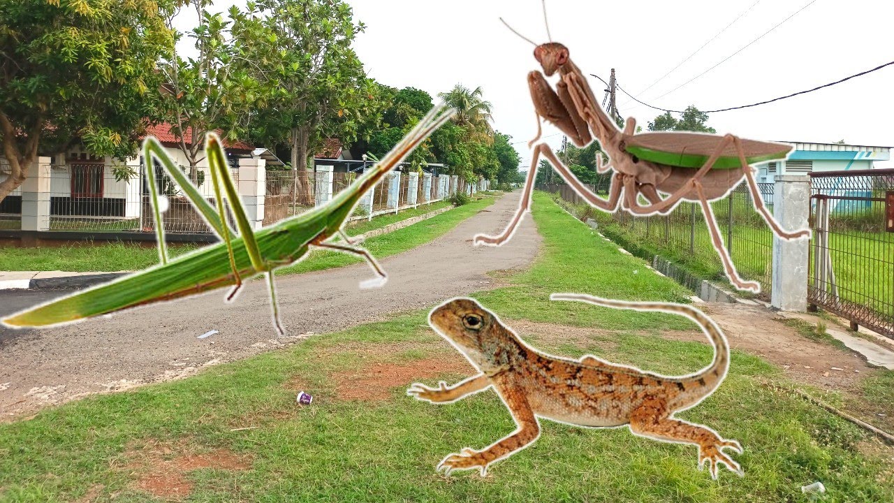 BERBURU BELALANG POCONG,MANTIS/CONGCORANG/ BELALANG SEMBAH DAN LONDOK DI KEBUN❗❗❗